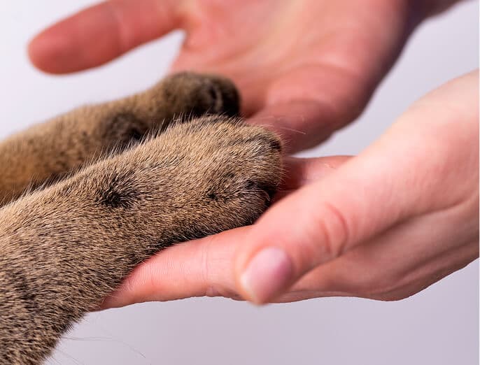 Coping with Pet Loss Image