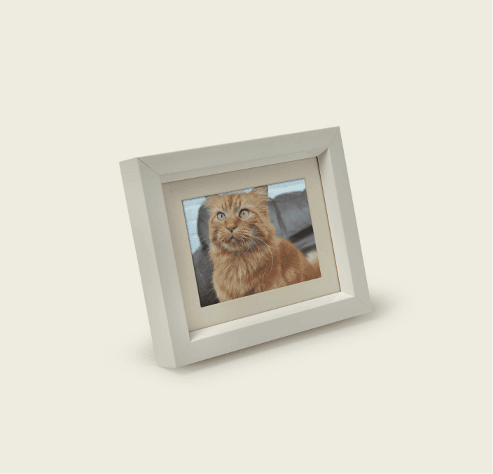 Tribute Frame – Mini 950 cc (White)