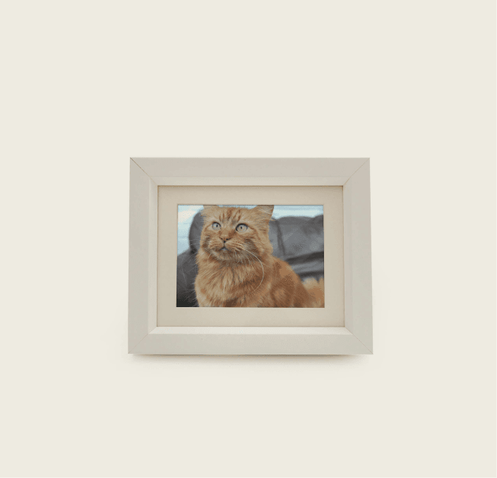 Tribute Frame – Mini 950 cc (White) 3