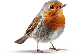 Robin